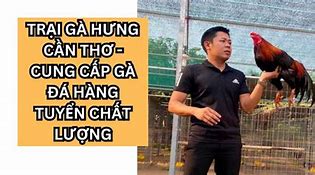 Gà Đá Hưng Cần Thơ Mới Nhất